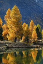 Golden larches are reflected in Lake, Morteratsch Valley, Upper Engadin, GraubÃ¼nden, Switzerland