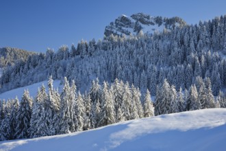 View of Sattelegg with Chli Aubrig in the background, Canton of Schwyz, Switzerland