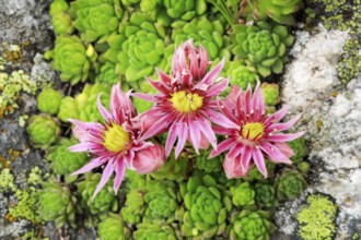 Blooming mountain houseleek