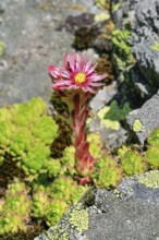Blooming mountain houseleek