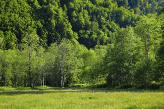 Birch and beech forest in Klöntal, Canton of Glarus, Switzerland
