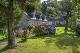 Stone house and blooming hydrangeas, Vaucottes, Vattetot-sur-Mer, Seine-Maritime Department, France