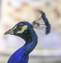 Indian peafowl (Pavo scalloped ribbonfish) at the castle of, Saint-Germain-de-Livet, DÃ©partement