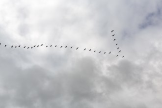 Flock of birds, bird migration, formation, dark clouds in autumn, DÃ¶mitz, Hamburg metropolitan