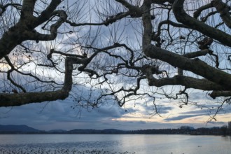 Winding tree branches of roof plane trees in front of a lake with cloudy sky in an evening mood,