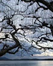 Winding tree branches of roof plane trees in front of a lake with cloudy sky in an evening mood,