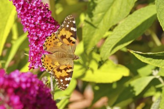 Thistle butterfly (Vanessa cardui) on a Buddleja davidii flower, Wilnsdorf, North Rhine-Westphalia,