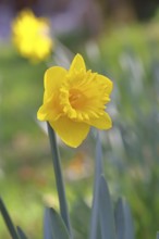 Daffodil (Narcissus), yellow flower in a garden, close-up, Wilnsdorf, North Rhine-Westphalia,