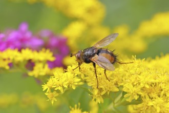 Hedgehog fly (Tachina fera), collecting nectar from a yellow flower of Solidago canadensis