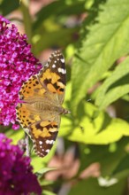 Thistle butterfly (Vanessa cardui) on a Buddleja davidii flower, Wilnsdorf, North Rhine-Westphalia,