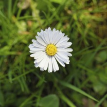 Daisy (Bellis perennis), flower on a lawn in a garden, close-up, Wilnsdorf, North Rhine-Westphalia,