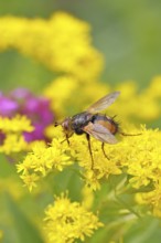 Hedgehog fly (Tachina fera), collecting nectar from a yellow flower of Solidago canadensis