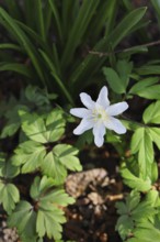 Close-up of an anemone (Anemone nemorosa, synonym: Anemonoides nemorosa) on the ground of a forest