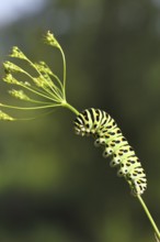 Swallowtail caterpillar (Papilio machaon), caterpillar sitting on Wild carrot (Daucus carota),