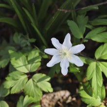 Close-up of an anemone (Anemone nemorosa, synonym: Anemonoides nemorosa) on the ground of a forest
