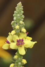 Dark mullein (Verbascum nigrum), flowers, inflorescence, in a natural garden, close-up, Wilnsdorf,