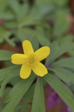 Yellow Anemone, Anemone ranunculoides, Yellow Wood Anemone, Anemone ranunculoides, in a beech