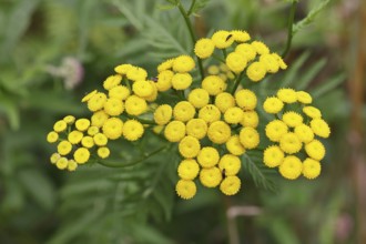 Tansy or worm fern (Tanecetum vulgare), inflorescence, medicinal plant, Wilnsdorf, North
