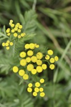 Tansy or worm fern (Tanecetum vulgare), inflorescence, medicinal plant, Wilnsdorf, North