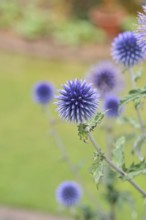 Blue globe thistle (Echinops ritro), flowers, ornamental plant in a garden, Wilnsdorf, North
