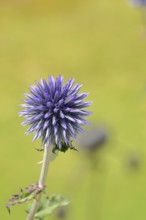 Blue globe thistle (Echinops ritro), flower, ornamental plant in a garden, Wilnsdorf, North