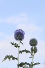Blue globe thistle (Echinops ritro), flowers in front of a blue sky, ornamental plant in a garden,
