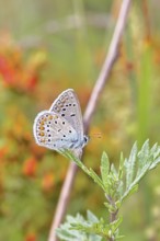 Blue butterfly (Polyommatus icarus), common blue, male on a leaf in a meadow, underside of wings,