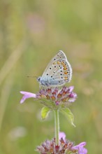 Blue butterfly (Polyommatus icarus), common blue, female on a flower of the woodland cistus