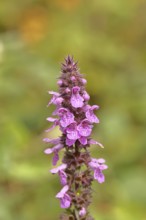 Forest willow (Stachys sylvatica), flower, inflorescence on a forest path, the plant was formerly