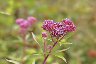Hemp agrimony (Asteraceae), flowering on a forest path, summer, Wilnsdorf, North Rhine-Westphalia,