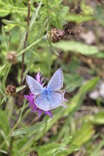 Common blue butterfly (Polyommatus icarus), male on a flower of the meadow knapweed or common