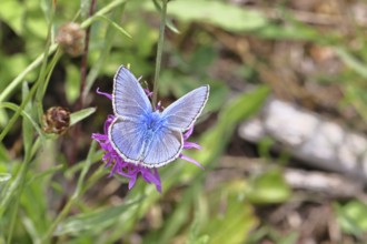 Common blue butterfly (Polyommatus icarus), male on a flower of the meadow knapweed or common