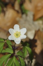 Close-up of an anemone (Anemone nemorosa, synonym: Anemonoides nemorosa) on the ground of a forest