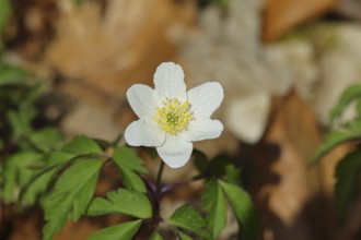Close-up of an anemone (Anemone nemorosa, synonym: Anemonoides nemorosa) on the ground of a forest