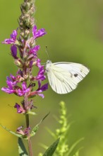 A Cabbage butterfly (Pieris brassicae) sucking nectar on the flower of the purple loosestrife