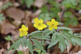 Yellow Anemone, Anemone ranunculoides, Yellow Wood Anemone, Anemone ranunculoides, in a beech