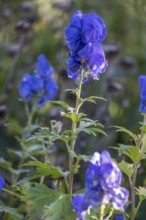 Monkshood (Aconitum napellus), North Rhine-Westphalia, Germany