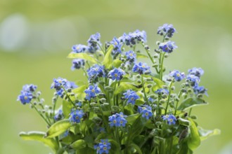 Forget-me-not (Myosotis), Palatinate, Rhineland-Palatinate, Germany