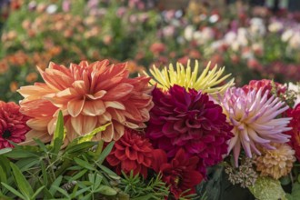 Dahlia arrangement (Dahlia) as decoration, North Rhine-Westphalia, Germany