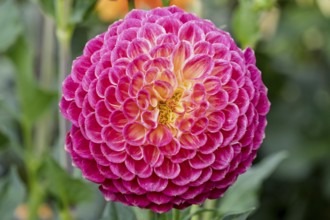 Dahlia (Dahlia), MÃ¼nsterland, North Rhine-Westphalia, Germany