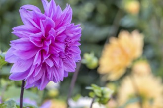 Close-up of a purple dahlia flower in the foreground with blurred yellow background in a garden,