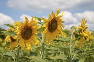 Sunflowers (Helianthus annuus), sunflower field, Palatinate, Rhineland-Palatinate, Germany