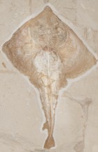 Fossilised extinct stingray (Rajorhina), ray, Cretaceous, rock, remains of fossil fish, excavation,