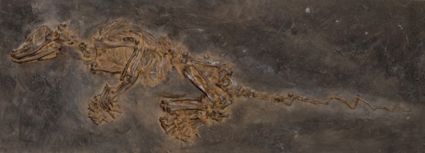 Insectivorous fossil mammal (Kopidodon macrognathus), imprint or replica, oil shale, Eocene,