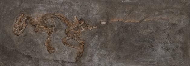 Fossil carnivore (Paroodectes feisti), Carnivora, mammal, imprint or replica, oil shale, Eocene,