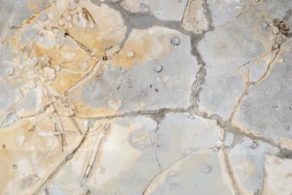 Remains of an ichthyosaurus, undetermined lias, posidonia shale, rock, remains, dinosaur, dinosaur,