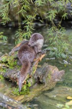 A Eurasian otter (Lutra lutra) grooms himself on a root of a tree with some moss on it lying in the