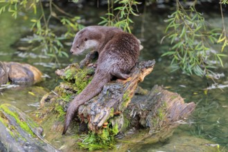 A Eurasian otter (Lutra lutra) rests on a root of a tree with some moss on it lying in the water.