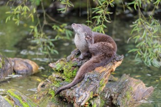 A Eurasian otter (Lutra lutra) grooms himself on a root of a tree with some moss on it lying in the