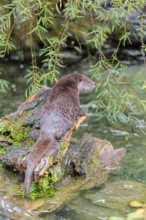 A Eurasian otter (Lutra lutra) rests on a root of a tree with some moss on it lying in the water.